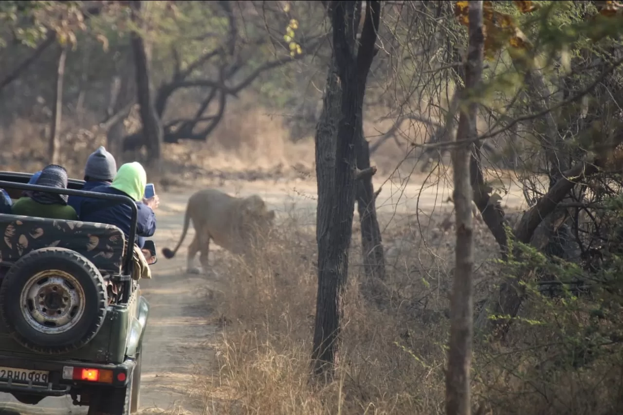 Photo of Gir National Park By The_lost_travellers (esha and vik)