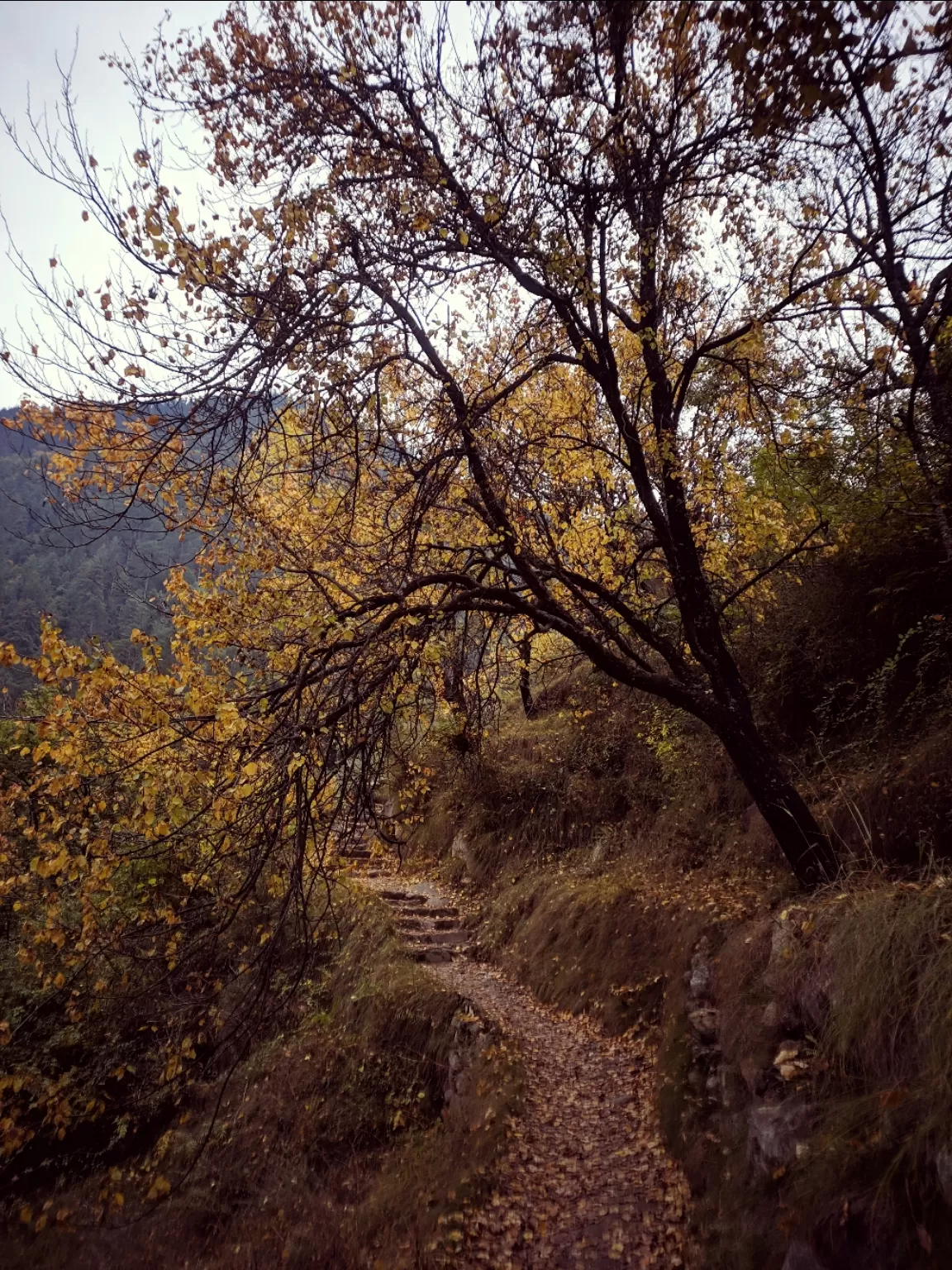 Photo of Tirthan Valley By The Brown Explorer