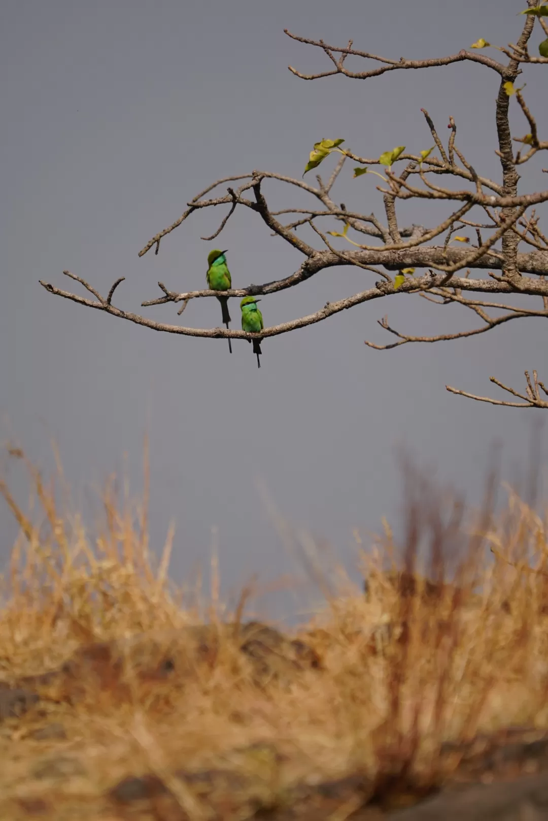Photo of Satara By The Part-time Wanderer 