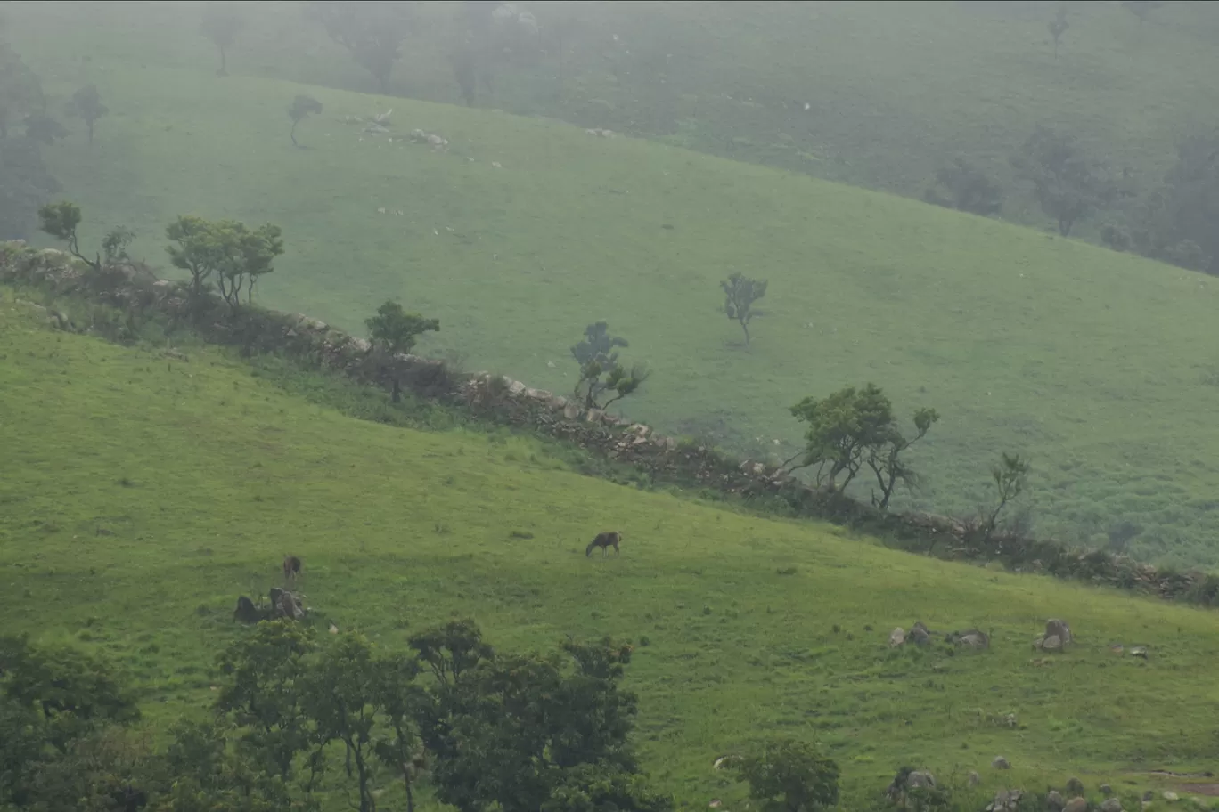 Photo of Bengaluru By Rajath Bharadwaj