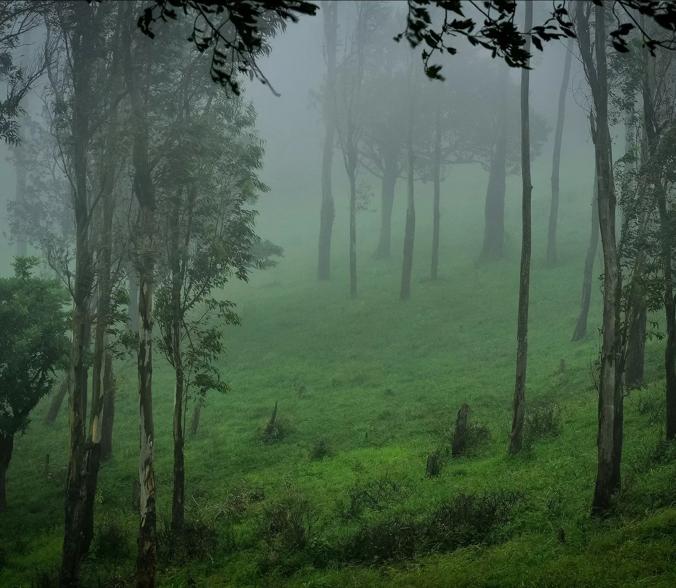 Photo of Kodachadri By Rajath Bharadwaj
