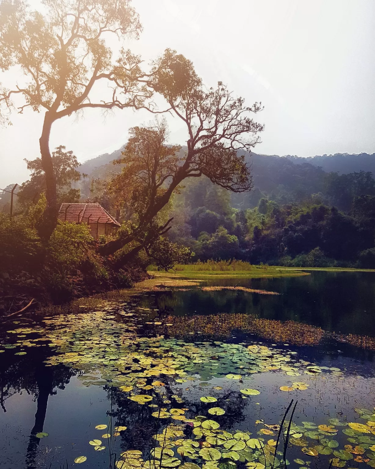 Photo of Kodachadri By Rajath Bharadwaj