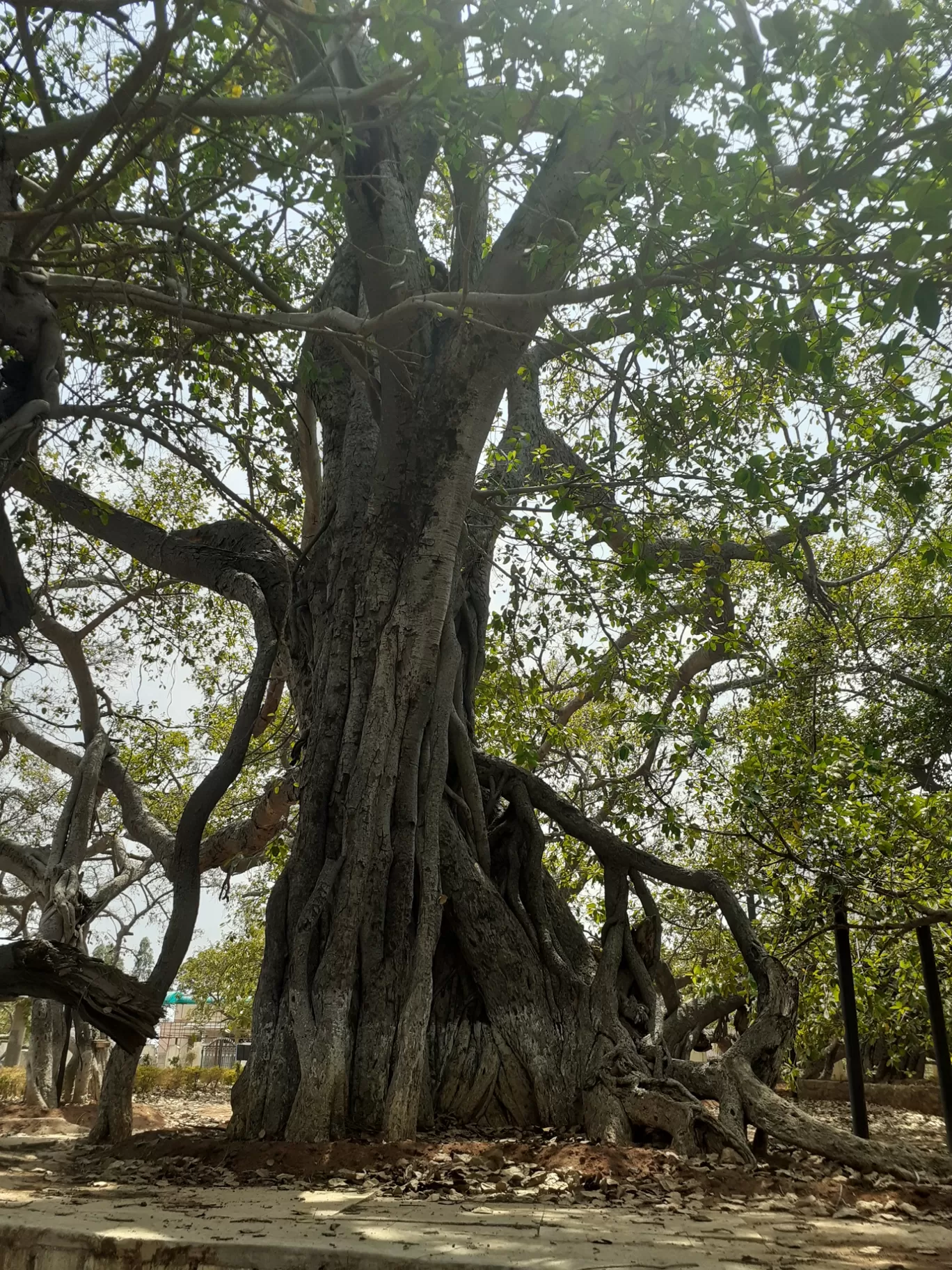 Photo of Pillala Marri Giant Banyan Tree By Dileep Kumar