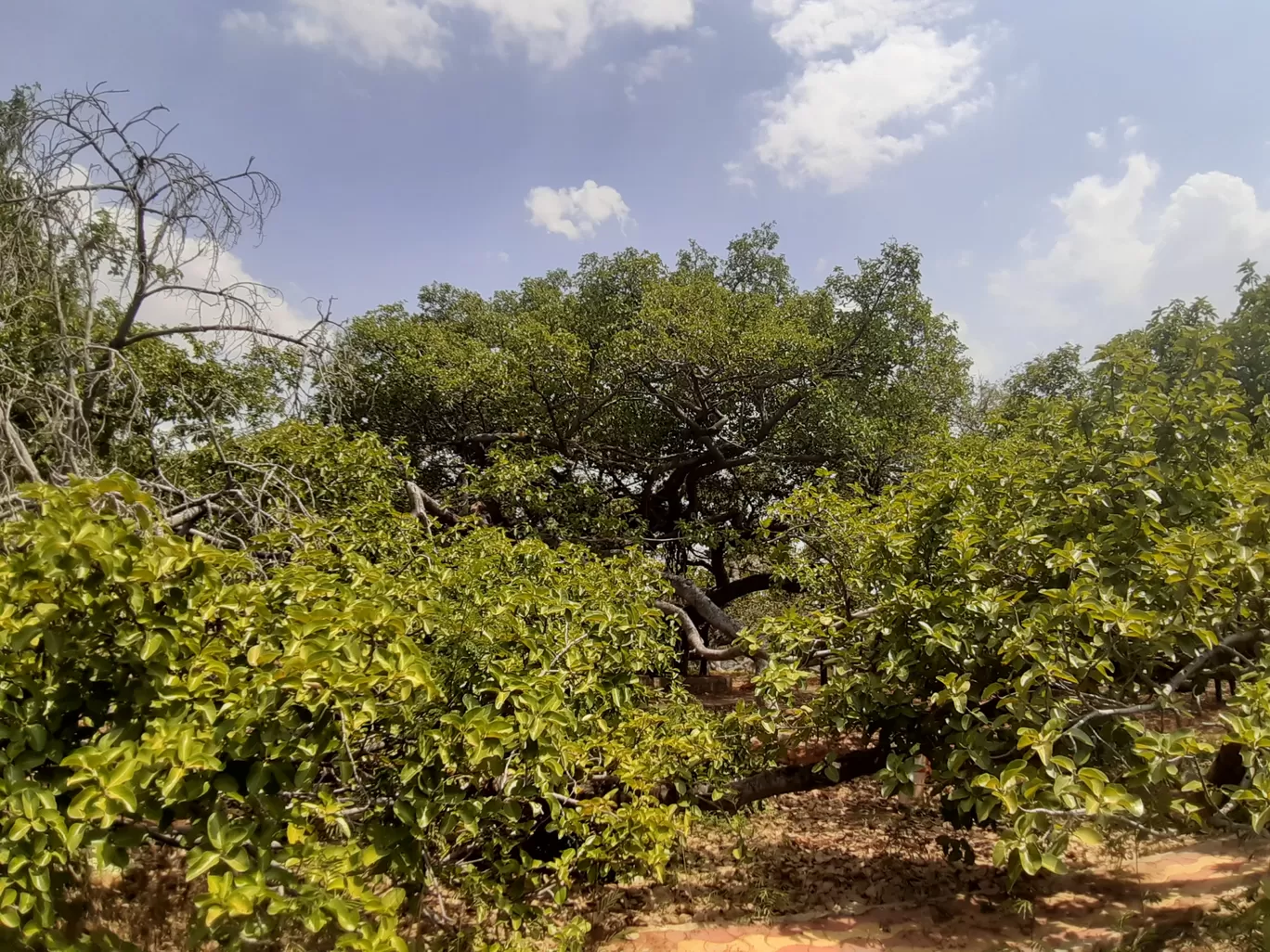 Photo of Pillala Marri Giant Banyan Tree By Dileep Kumar