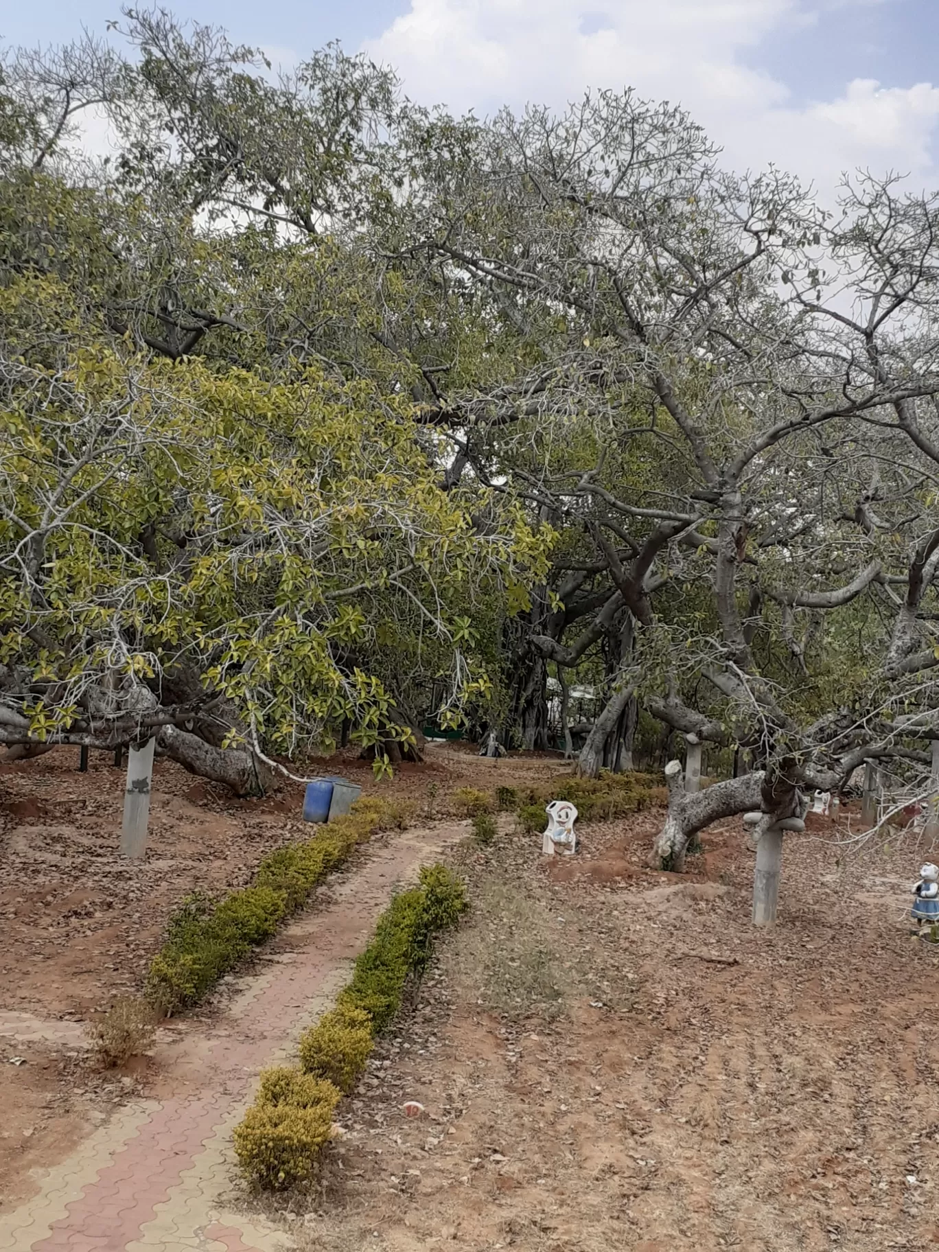 Photo of Pillala Marri Giant Banyan Tree By Dileep Kumar