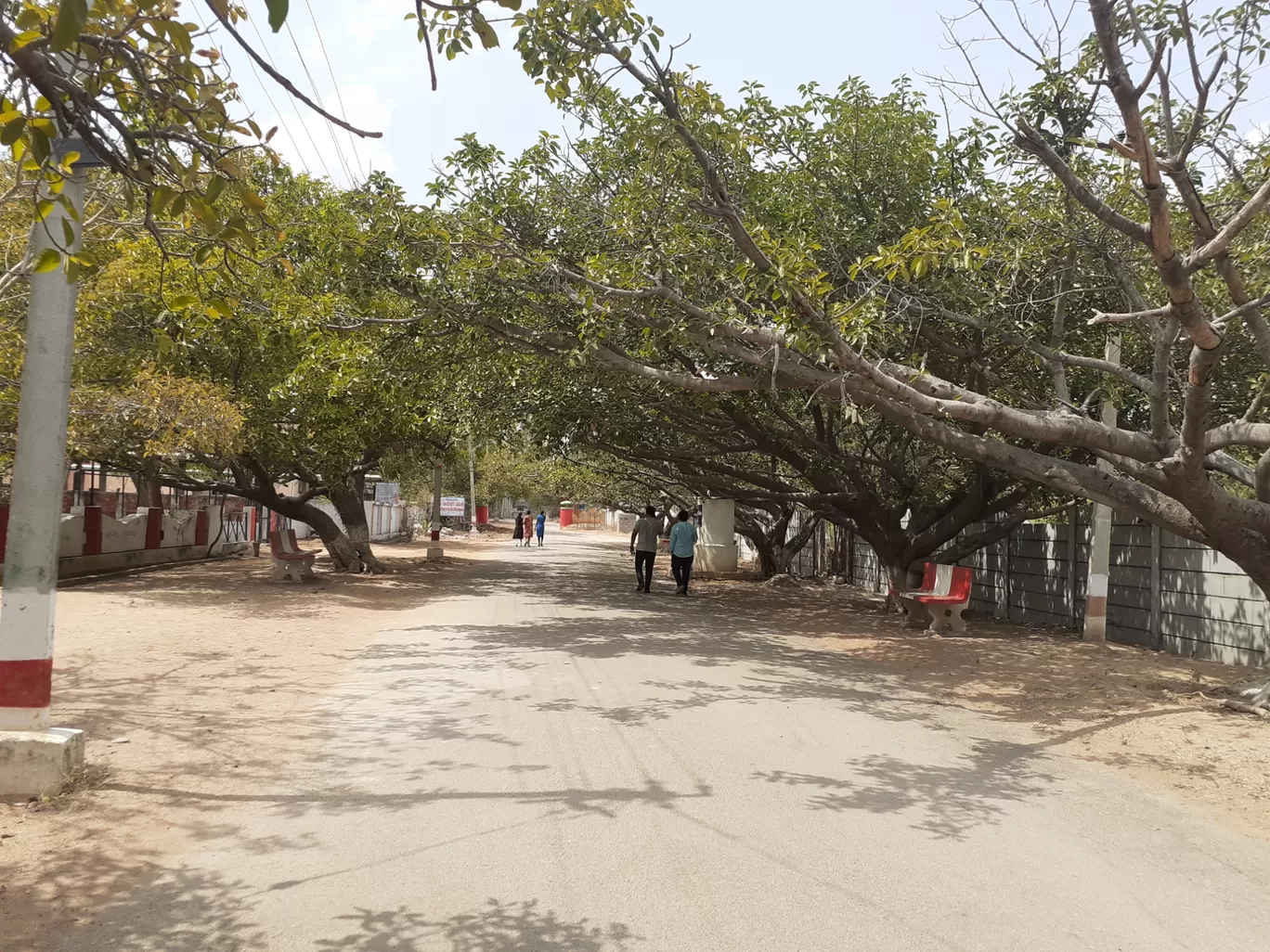 Photo of Pillala Marri Giant Banyan Tree By Dileep Kumar