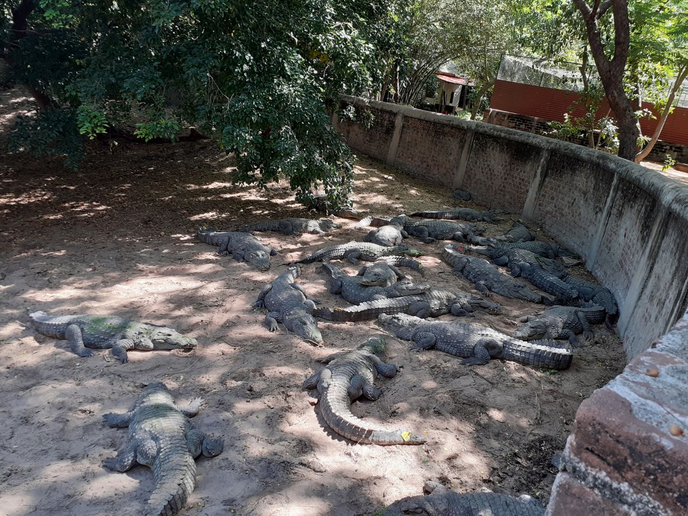 Photo of The Madras Crocodile Bank Trust and Centre for Herpetology By Dileep Kumar