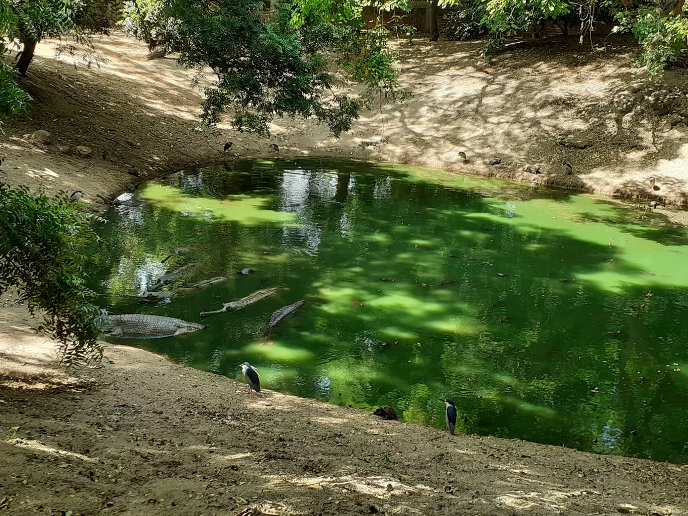 Photo of The Madras Crocodile Bank Trust and Centre for Herpetology By Dileep Kumar