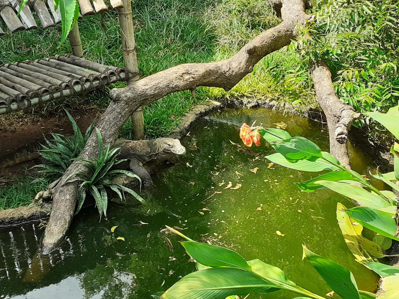 Photo of The Madras Crocodile Bank Trust and Centre for Herpetology By Dileep Kumar