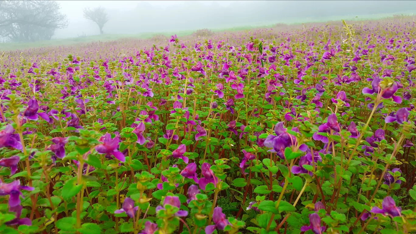 Photo of Kas Pathar By Dileep Kumar