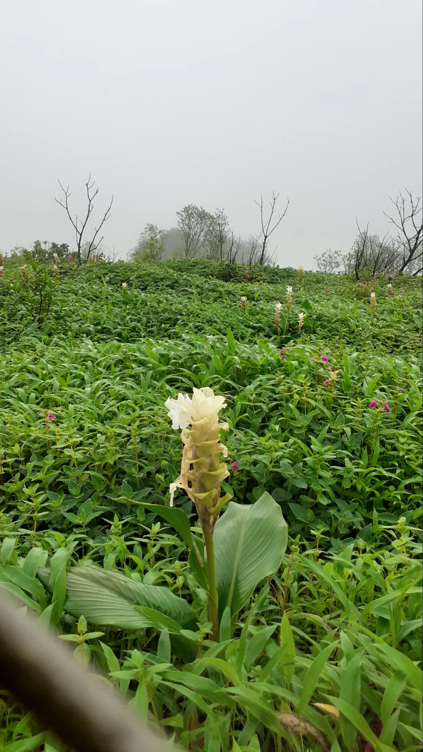 Photo of Kas Pathar By Dileep Kumar