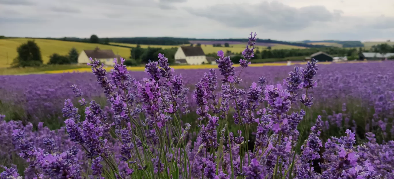 Photo of Lavender Farms By Sujita Wagh