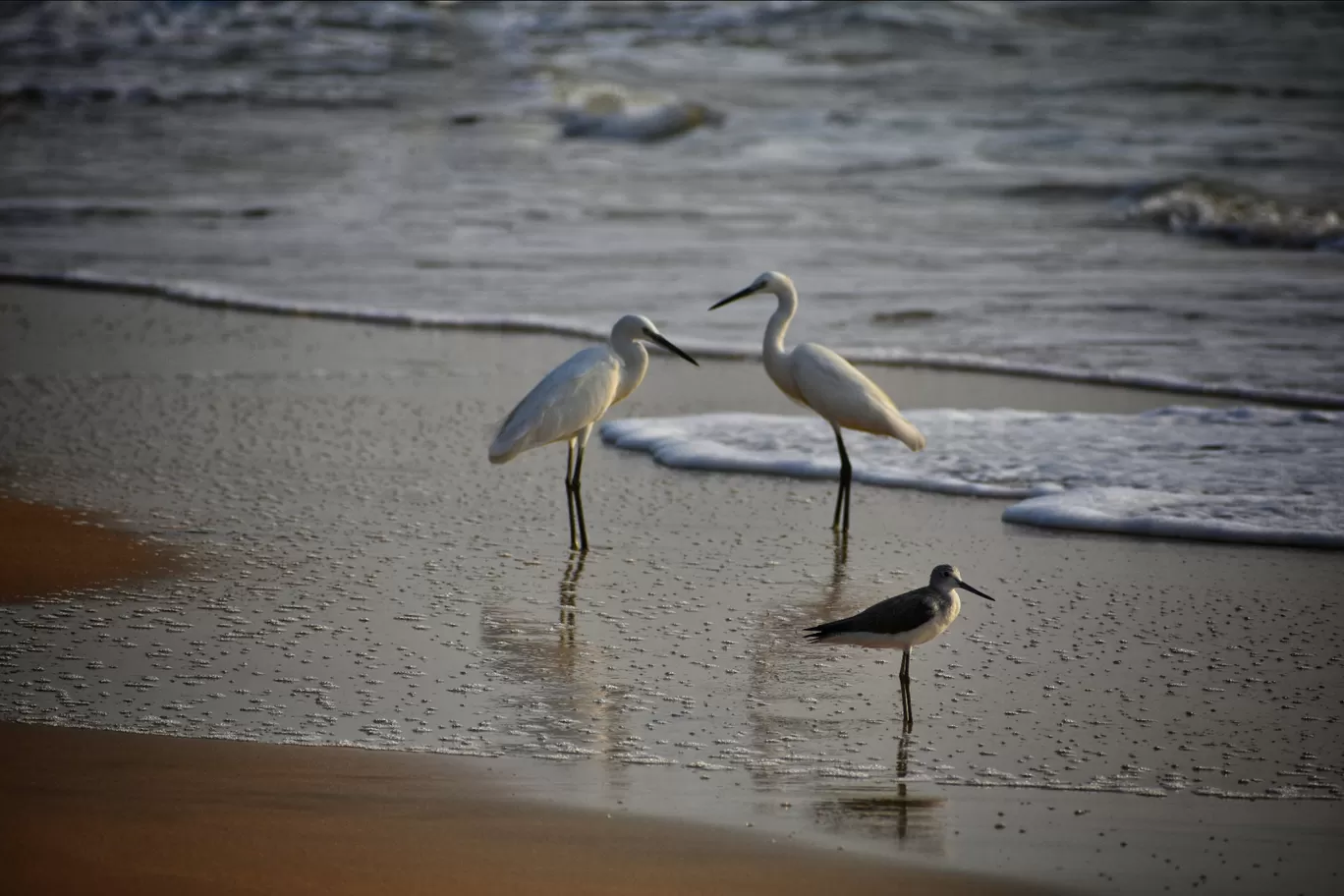 Photo of Kundapura By Ranjith Rao