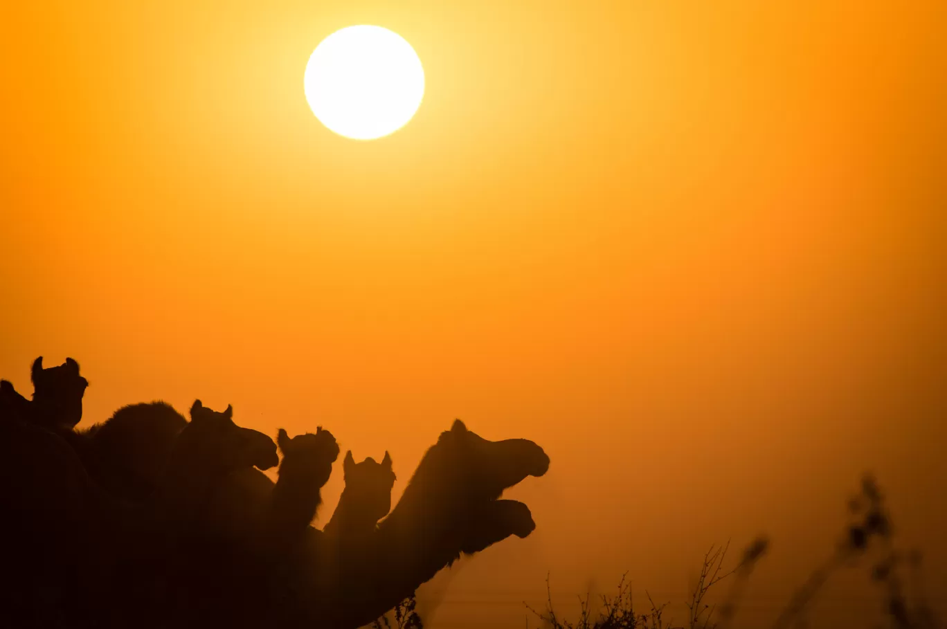 Photo of Pushkar Fair By Manu Bagda