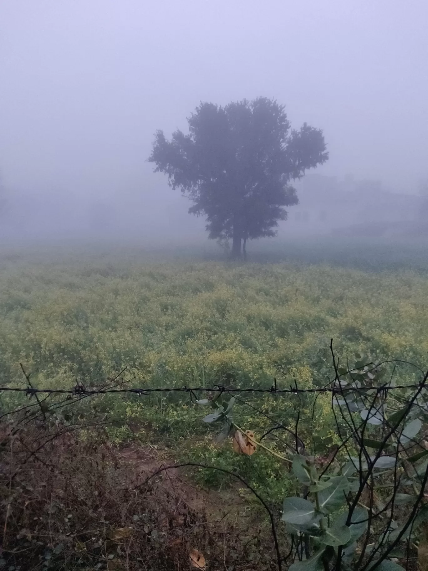 Photo of Chomu By Abhay Agarwal