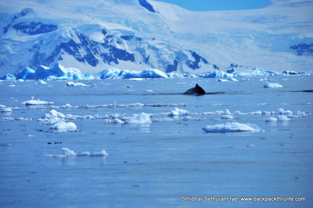 Photo of Antarctica :The Fascinating Universe of Humpback Whales By Shridhar Sethuram Iyer