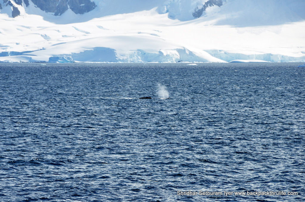 Photo of Antarctica :The Fascinating Universe of Humpback Whales By Shridhar Sethuram Iyer