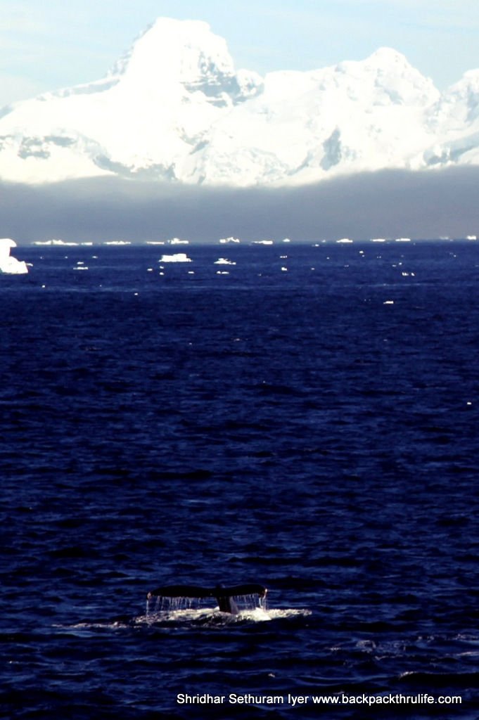Photo of Antarctica :The Fascinating Universe of Humpback Whales By Shridhar Sethuram Iyer
