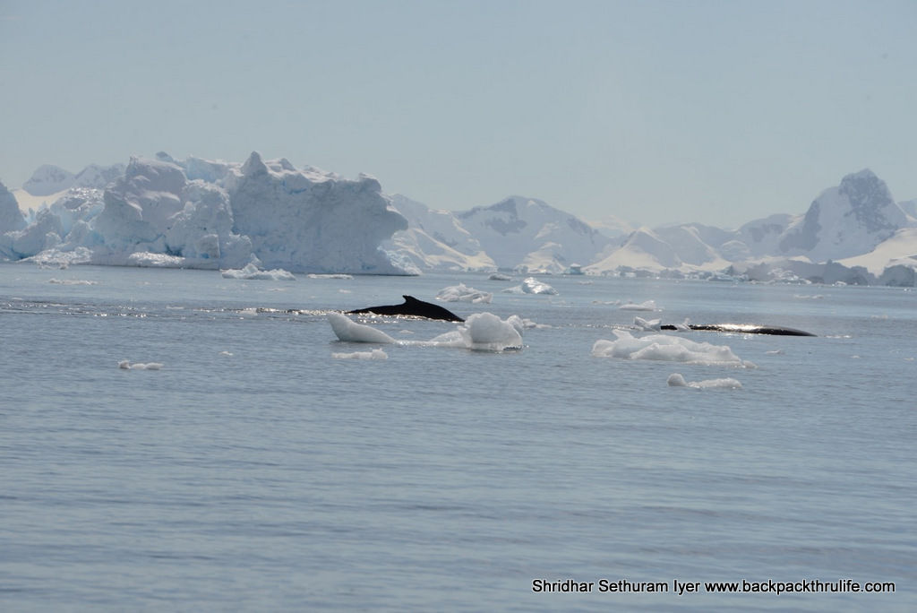 Photo of Antarctica :The Fascinating Universe of Humpback Whales By Shridhar Sethuram Iyer