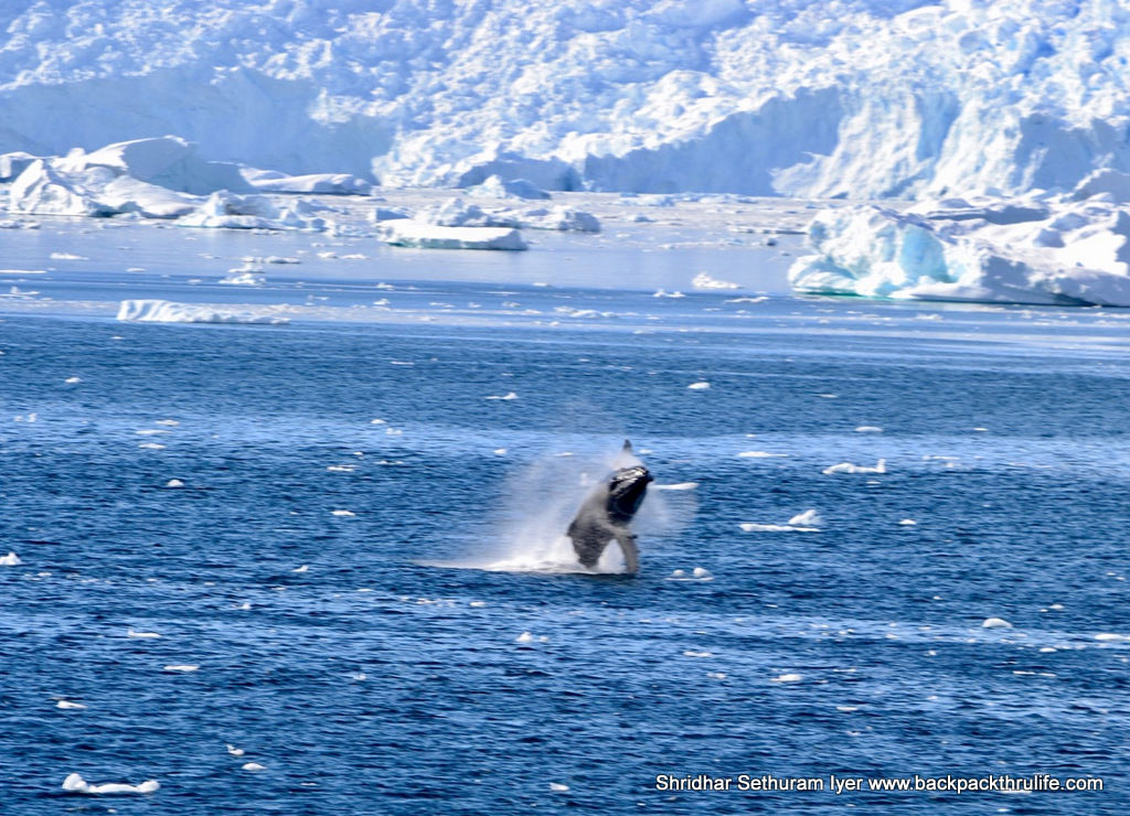 Photo of Antarctica :The Fascinating Universe of Humpback Whales By Shridhar Sethuram Iyer