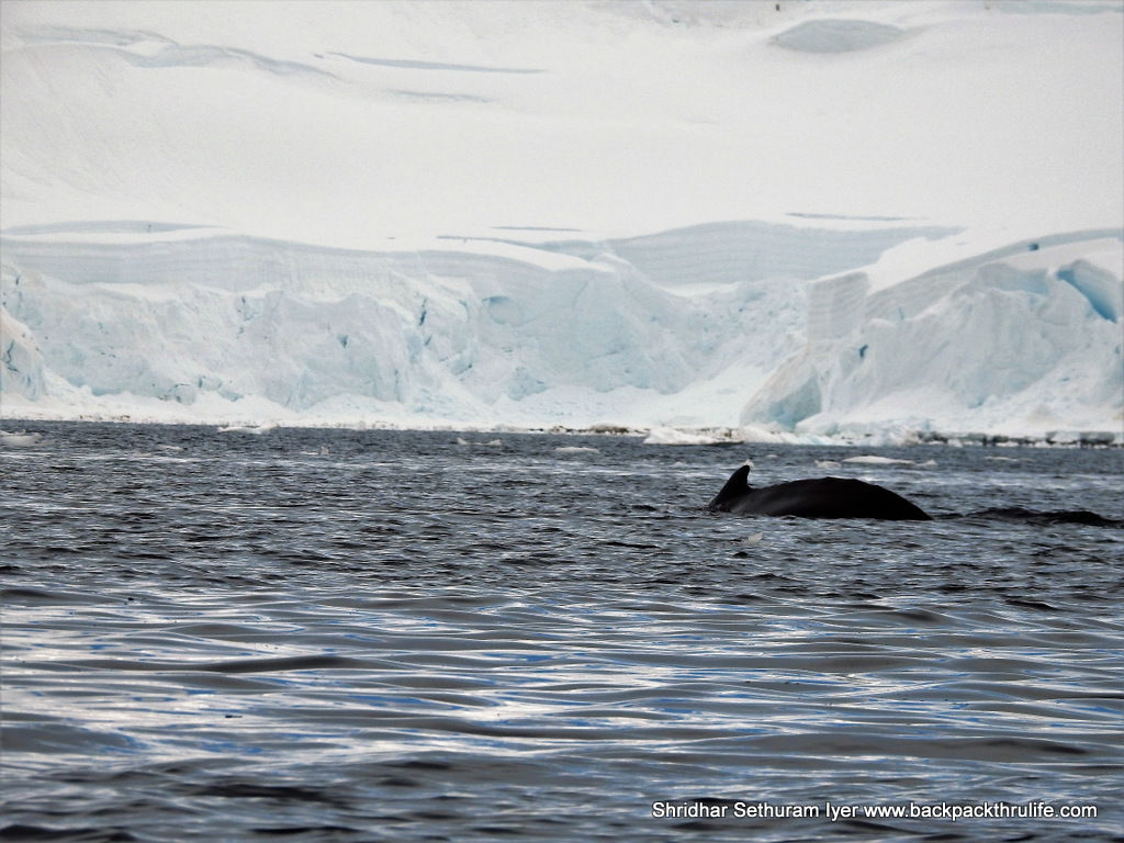 Photo of Antarctica :The Fascinating Universe of Humpback Whales By Shridhar Sethuram Iyer
