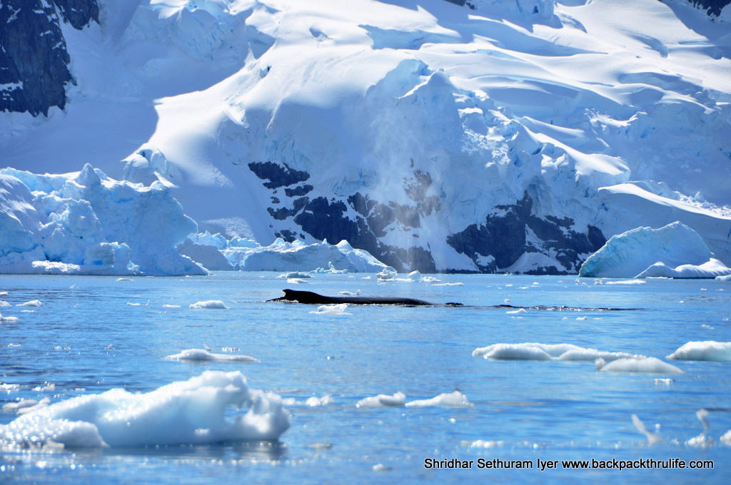 Photo of Antarctica :The Fascinating Universe of Humpback Whales By Shridhar Sethuram Iyer