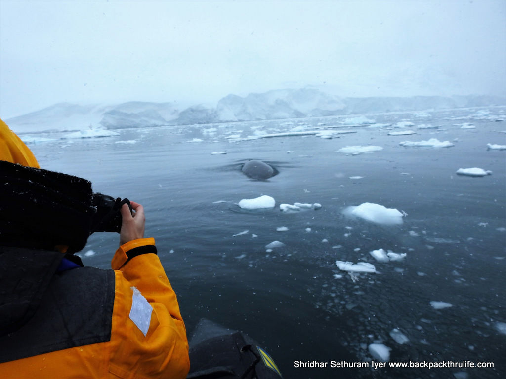Photo of Antarctica :The Fascinating Universe of Humpback Whales By Shridhar Sethuram Iyer