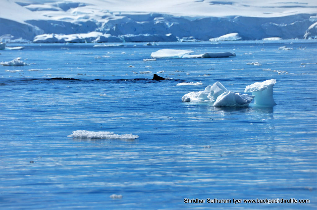 Photo of Antarctica :The Fascinating Universe of Humpback Whales By Shridhar Sethuram Iyer