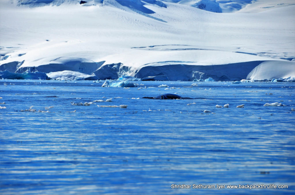 Photo of Antarctica :The Fascinating Universe of Humpback Whales By Shridhar Sethuram Iyer