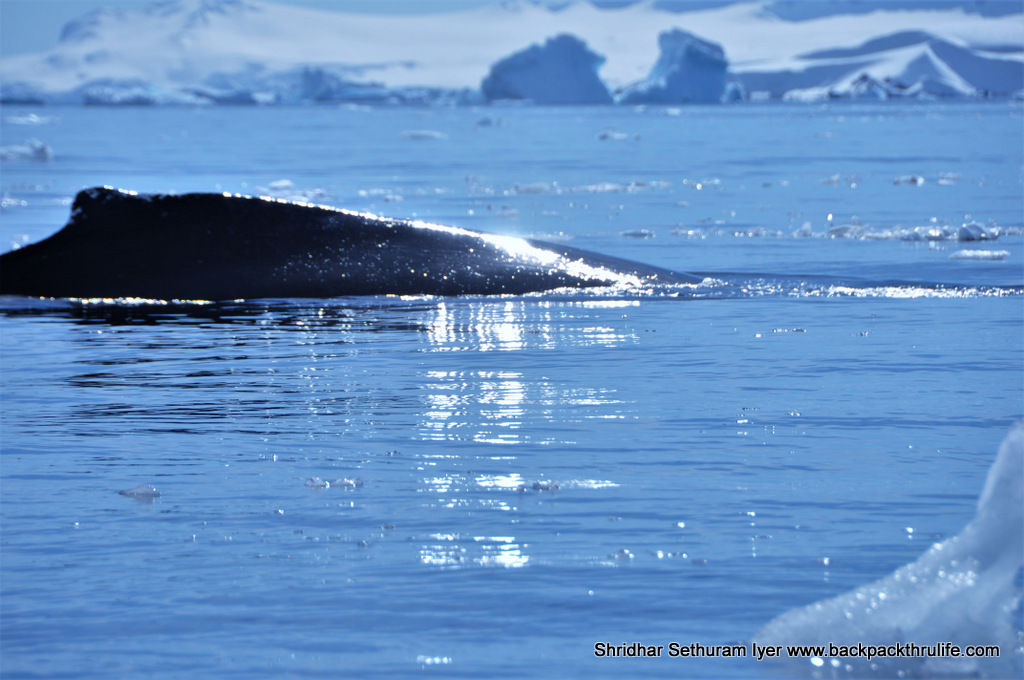 Photo of Antarctica :The Fascinating Universe of Humpback Whales By Shridhar Sethuram Iyer