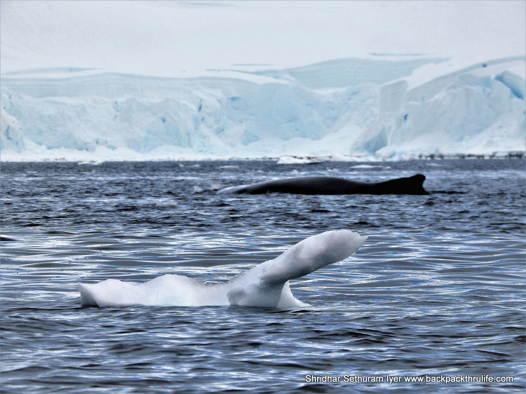 Photo of Antarctica :The Fascinating Universe of Humpback Whales By Shridhar Sethuram Iyer