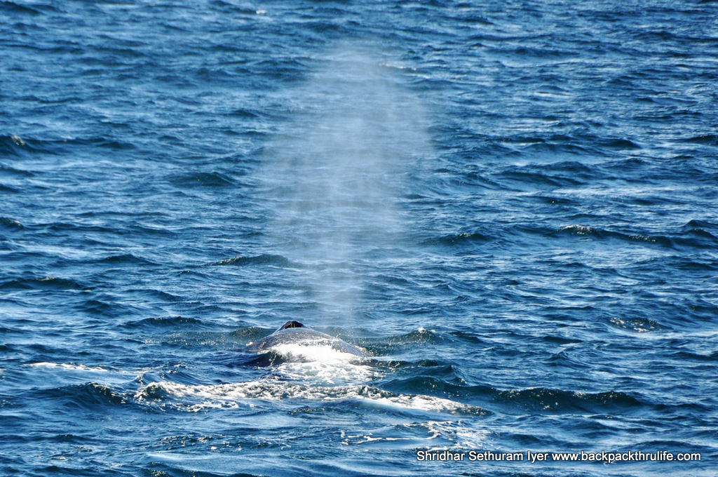 Photo of Antarctica :The Fascinating Universe of Humpback Whales By Shridhar Sethuram Iyer
