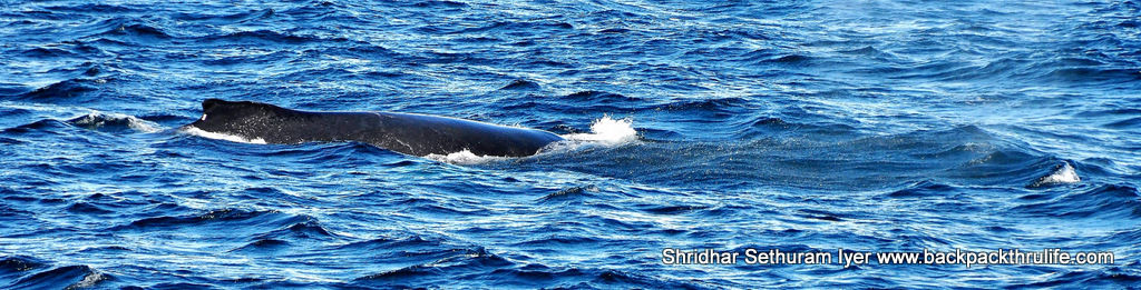 Photo of Antarctica :The Fascinating Universe of Humpback Whales By Shridhar Sethuram Iyer