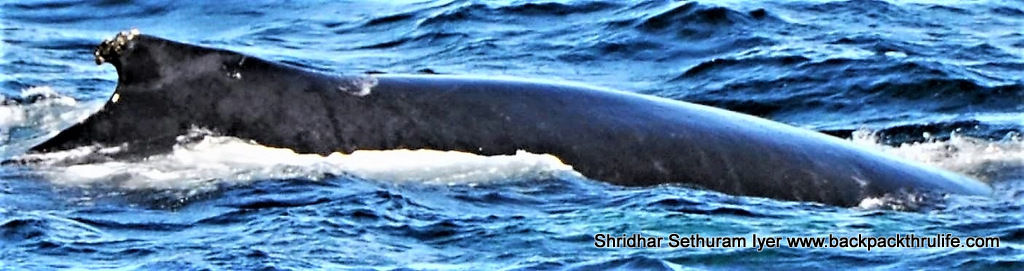 Photo of Antarctica :The Fascinating Universe of Humpback Whales By Shridhar Sethuram Iyer