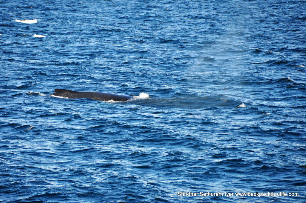 Photo of Antarctica :The Fascinating Universe of Humpback Whales By Shridhar Sethuram Iyer