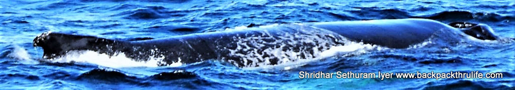 Photo of Antarctica :The Fascinating Universe of Humpback Whales By Shridhar Sethuram Iyer