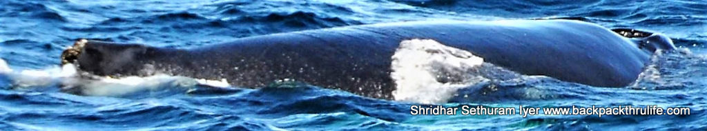 Photo of Antarctica :The Fascinating Universe of Humpback Whales By Shridhar Sethuram Iyer
