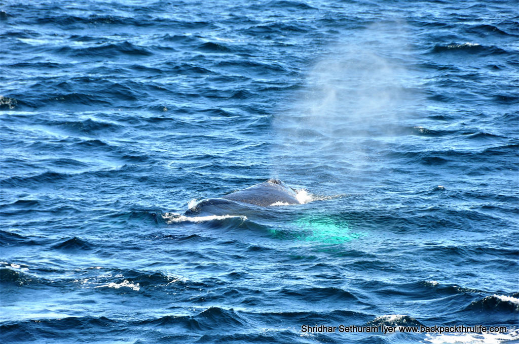 Photo of Antarctica :The Fascinating Universe of Humpback Whales By Shridhar Sethuram Iyer