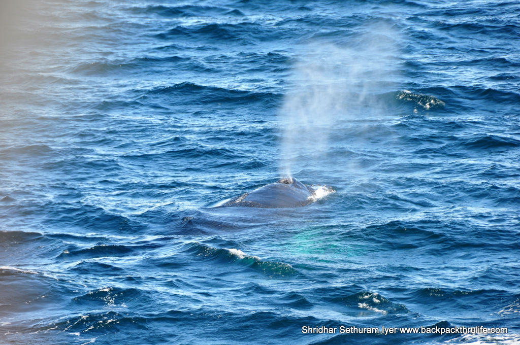 Photo of Antarctica :The Fascinating Universe of Humpback Whales By Shridhar Sethuram Iyer
