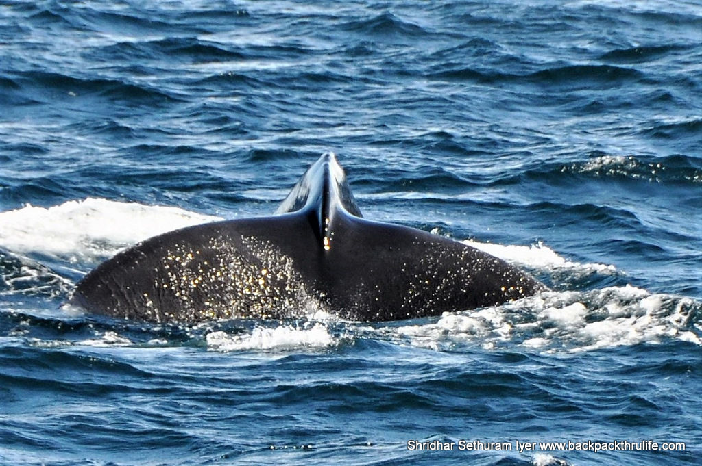 Photo of Antarctica :The Fascinating Universe of Humpback Whales By Shridhar Sethuram Iyer