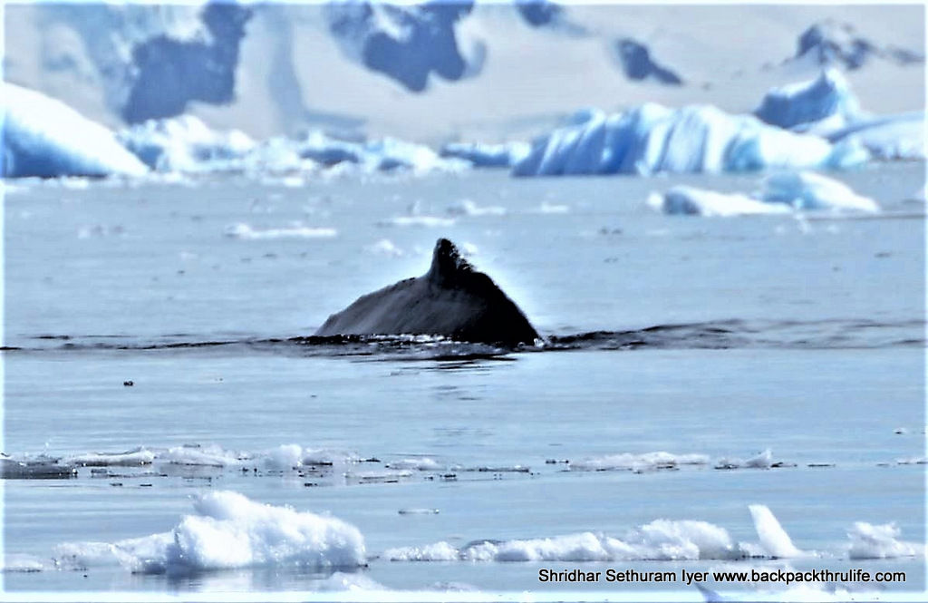 Photo of Antarctica :The Fascinating Universe of Humpback Whales By Shridhar Sethuram Iyer