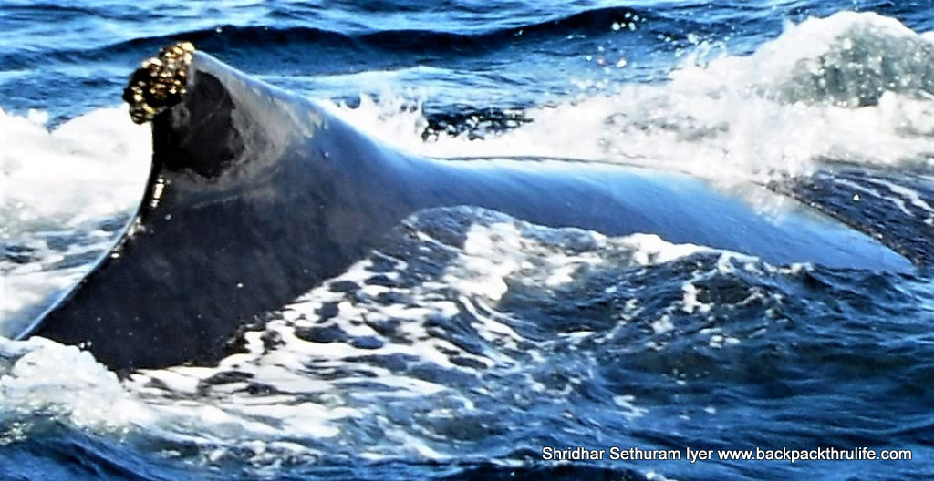 Photo of Antarctica :The Fascinating Universe of Humpback Whales By Shridhar Sethuram Iyer