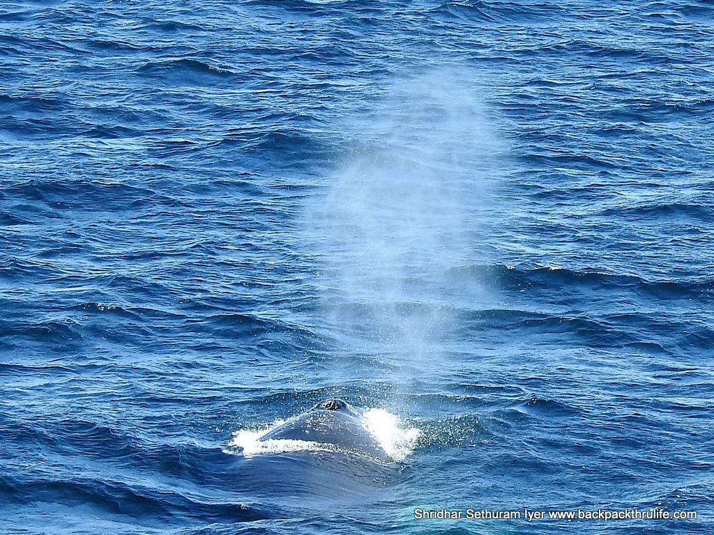 Photo of Antarctica :The Fascinating Universe of Humpback Whales By Shridhar Sethuram Iyer