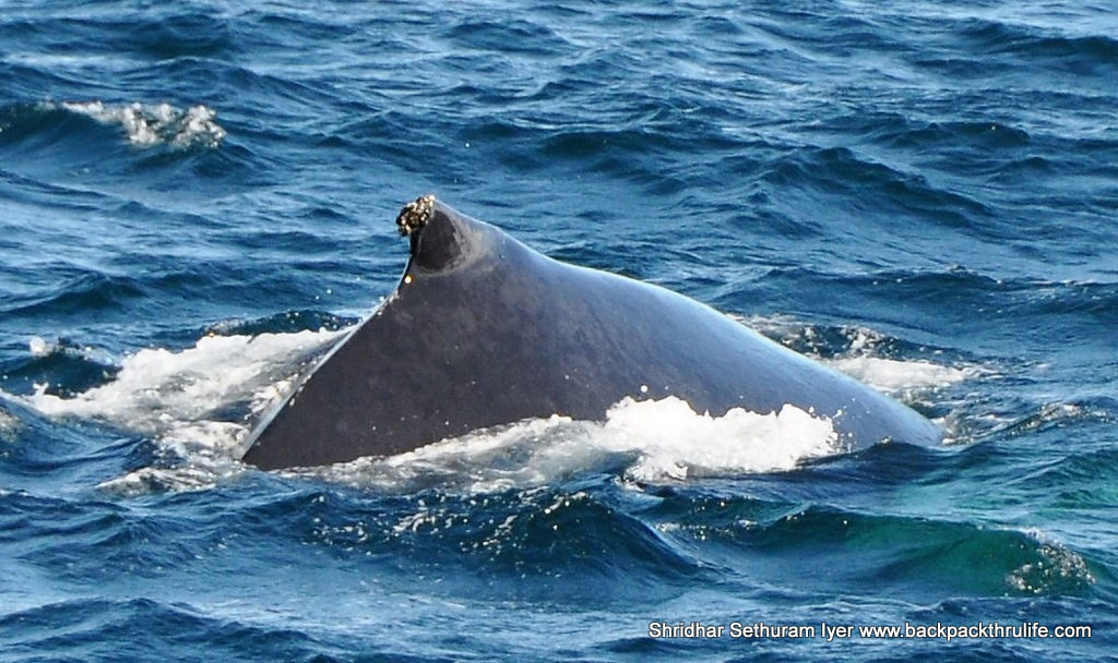 Photo of Antarctica :The Fascinating Universe of Humpback Whales By Shridhar Sethuram Iyer