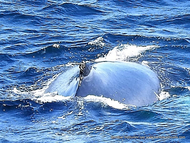 Photo of Antarctica :The Fascinating Universe of Humpback Whales By Shridhar Sethuram Iyer