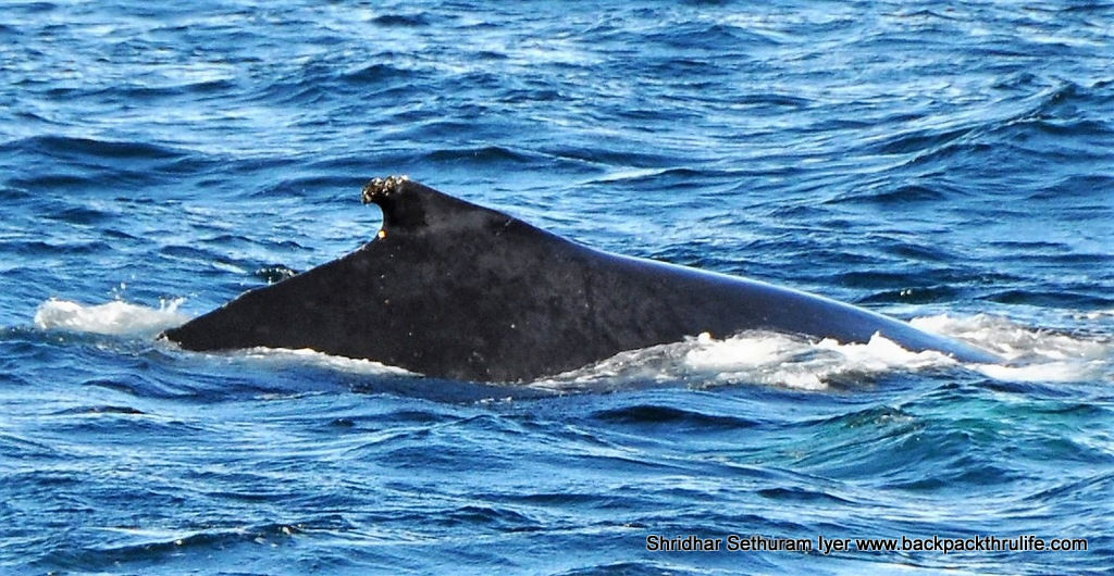 Photo of Antarctica :The Fascinating Universe of Humpback Whales By Shridhar Sethuram Iyer