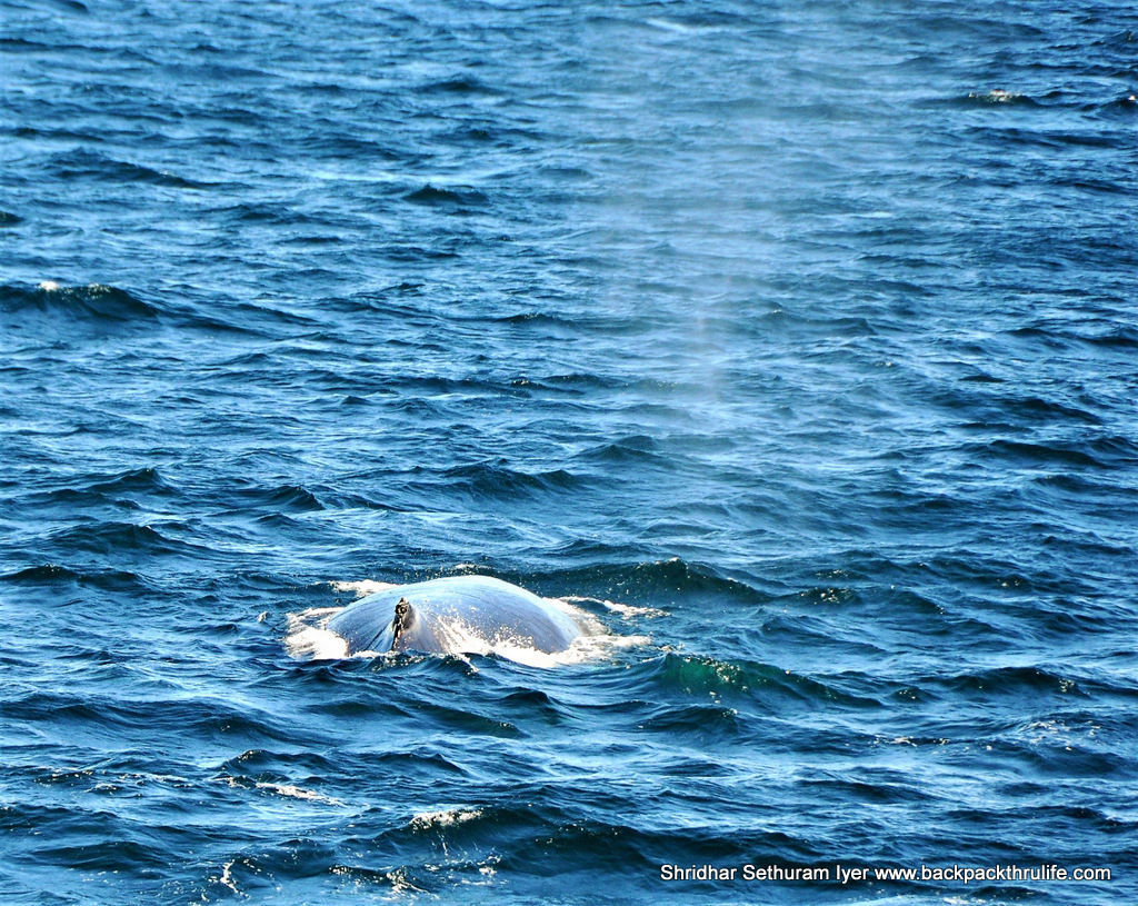 Photo of Antarctica :The Fascinating Universe of Humpback Whales By Shridhar Sethuram Iyer