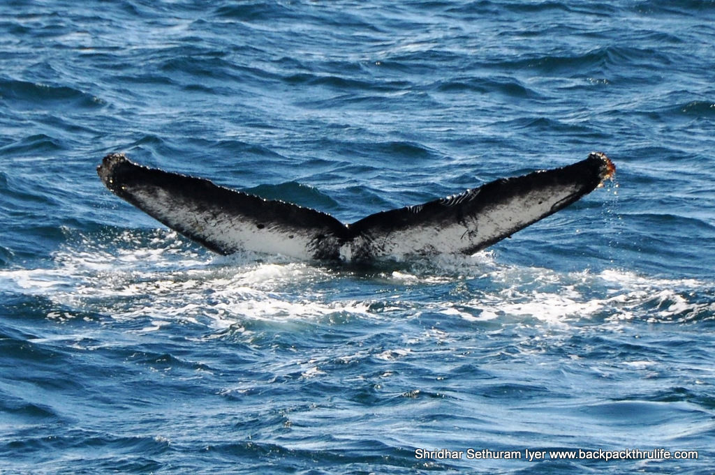 Photo of Antarctica :The Fascinating Universe of Humpback Whales By Shridhar Sethuram Iyer