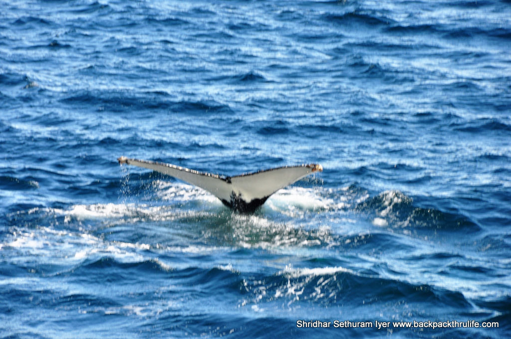 Photo of Antarctica :The Fascinating Universe of Humpback Whales By Shridhar Sethuram Iyer