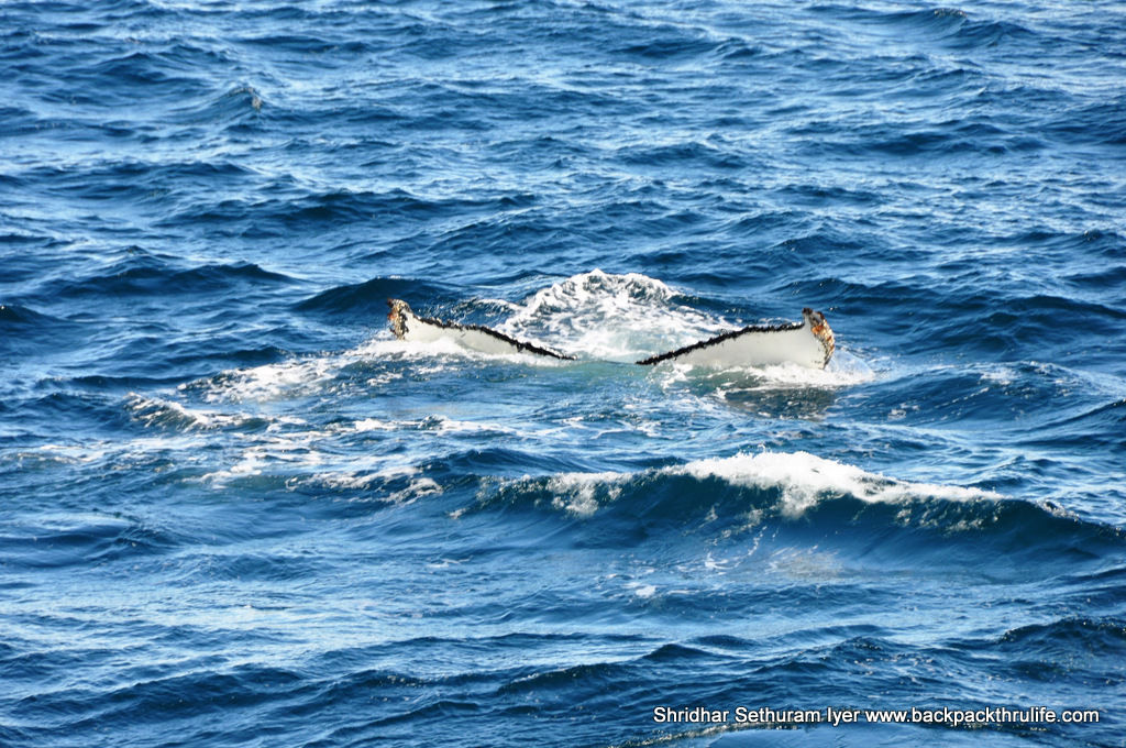 Photo of Antarctica :The Fascinating Universe of Humpback Whales By Shridhar Sethuram Iyer